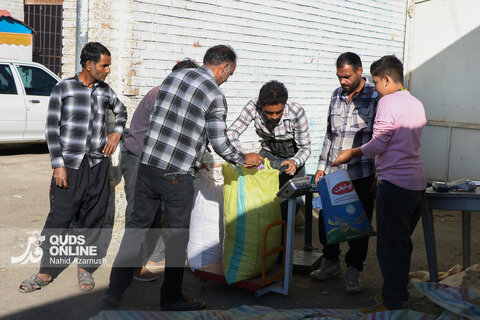 گزارش تصویری | برداشت "طلای سرخ" در مزارع زاوه