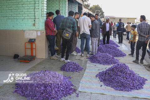 گزارش تصویری | برداشت "طلای سرخ" در مزارع زاوه