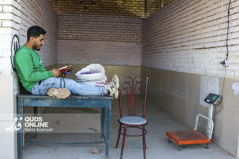 گزارش تصویری | برداشت "طلای سرخ" در مزارع زاوه