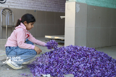 گزارش تصویری | برداشت "طلای سرخ" در مزارع زاوه