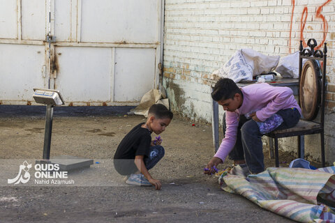 گزارش تصویری | برداشت "طلای سرخ" در مزارع زاوه