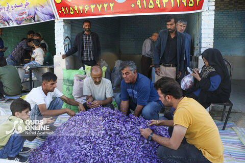 گزارش تصویری | برداشت "طلای سرخ" در مزارع زاوه