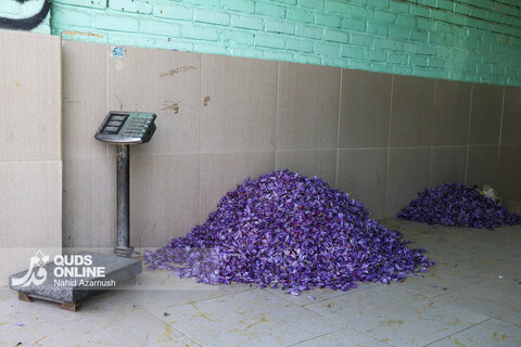 گزارش تصویری | برداشت "طلای سرخ" در مزارع زاوه