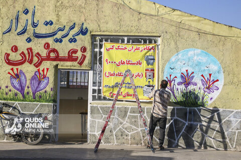 گزارش تصویری | برداشت "طلای سرخ" در مزارع زاوه