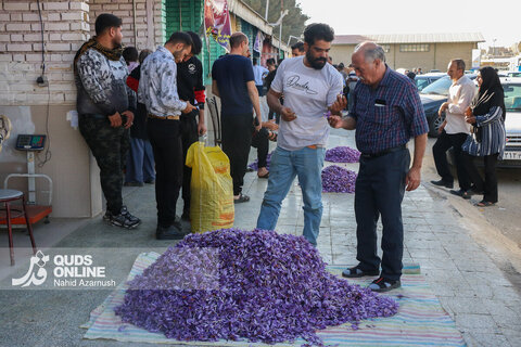 گزارش تصویری | برداشت "طلای سرخ" در مزارع زاوه
