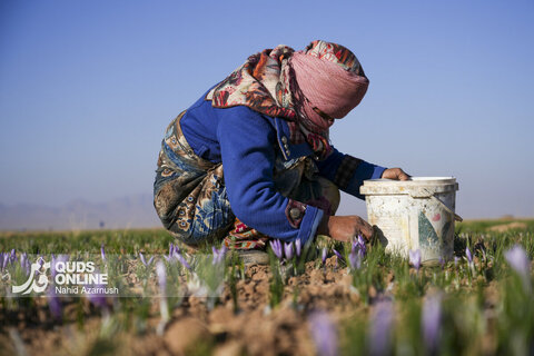 گزارش تصویری | برداشت "طلای سرخ" در مزارع زاوه