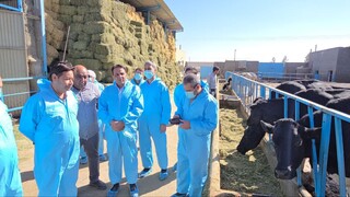 واکسیناسیون بیش از ۱۰۷ هزار رأس دام در گناباد