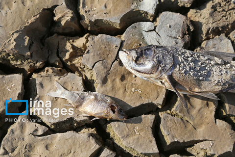 عکس روز | خشک شدن سد خاکی عبدل‌آباد بجنورد