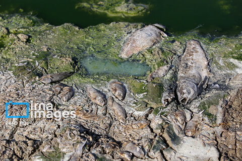 عکس روز | خشک شدن سد خاکی عبدل‌آباد بجنورد