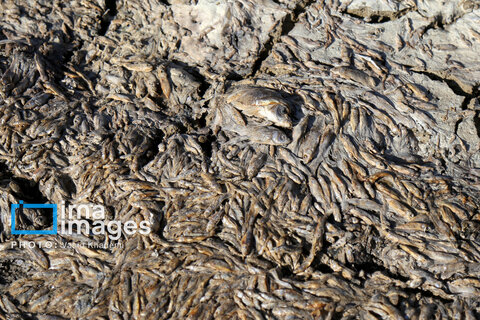 عکس روز | خشک شدن سد خاکی عبدل‌آباد بجنورد