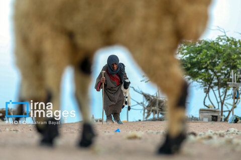 «چابهار» رنگ، فرهنگ و زندگی