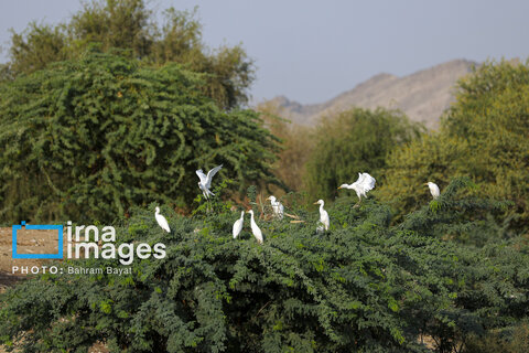 «چابهار» رنگ، فرهنگ و زندگی