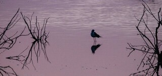 سواحل جنوب سیستان و بلوچستان مقصد ۵۰ نوع پرنده مهاجر