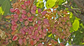 توزیع ۴۰ هزار اصله نهال پسته در خراسان‌شمالی