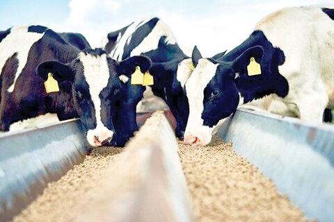 دامداران همچنان چشم‌انتظار دریافت تسهیلات