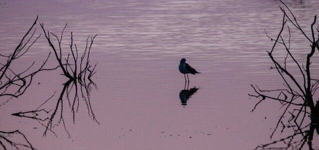 سواحل جنوب سیستان و بلوچستان مقصد ۵۰ نوع پرنده مهاجر