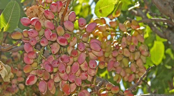 توزیع ۴۰ هزار اصله نهال پسته در خراسان‌شمالی