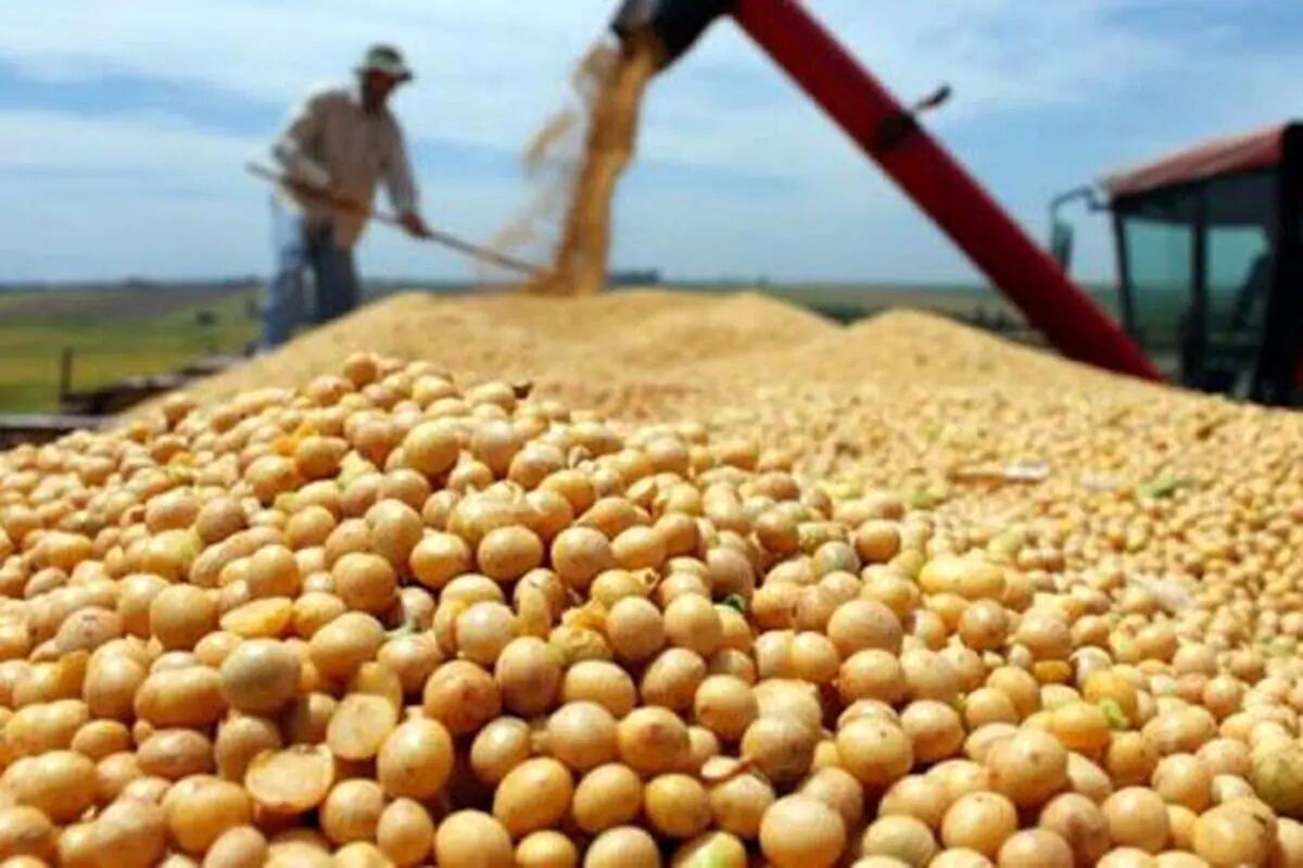 افزایش حدود سه برابری سطح زیرکشت سویا در اندیمشک