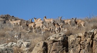 وجود تنها ۶ محیط‌بان برای حفاظت از ۶۰۰۰ کیلومتر مربع در الیگودرز