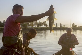 آب بندان‌های پرورش ماهی در آزادشهر