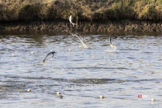 ۲ هزار قطعه بچه ماهی در استخرهای شهرستان باخرز رهاسازی شد