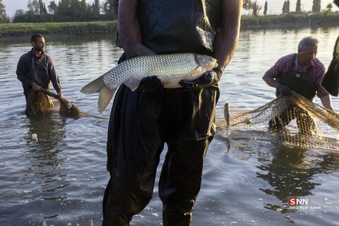 آب بندان‌های پرورش ماهی در آزادشهر