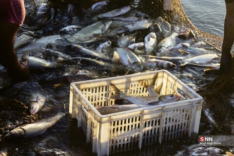 آب بندان‌های پرورش ماهی در آزادشهر