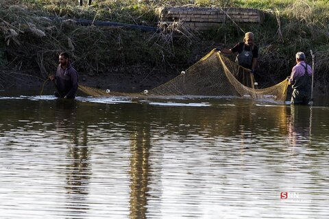 آب بندان‌های پرورش ماهی در آزادشهر