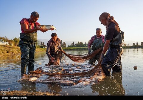تولید برای محرومیت زدایی / پرورش ماهی