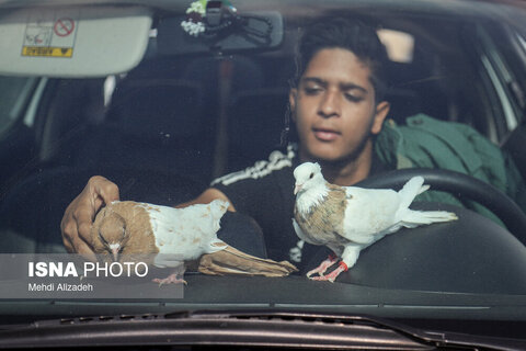 بازار پرنده‌فروش‌های بجنورد