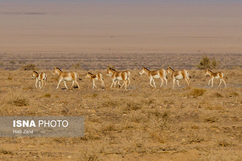 پارک ملی کویر؛ امید گور ایرانی