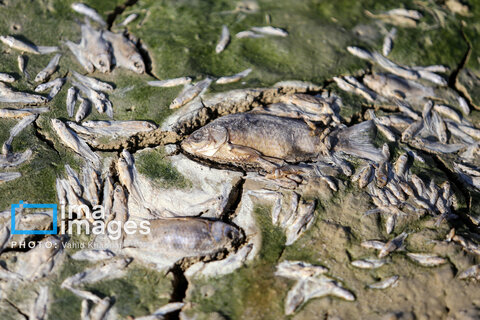 سد بی‌آب، ماهیان بی‌جان