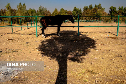 هفته پانزدهم لیگ ملی چوگان ایران