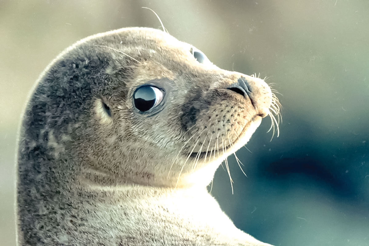 از تراژدی زیست‌محیطی خزر تا پیشنهاد تازه «ماسک»