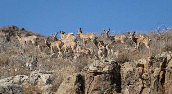 وجود تنها ۶ محیط‌بان برای حفاظت از ۶۰۰۰ کیلومتر مربع در الیگودرز
