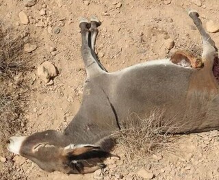 کشتار الاغ‌های بی‌صاحب در میناب