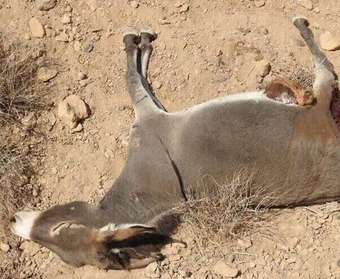 کشتار الاغ‌های بی‌صاحب در میناب