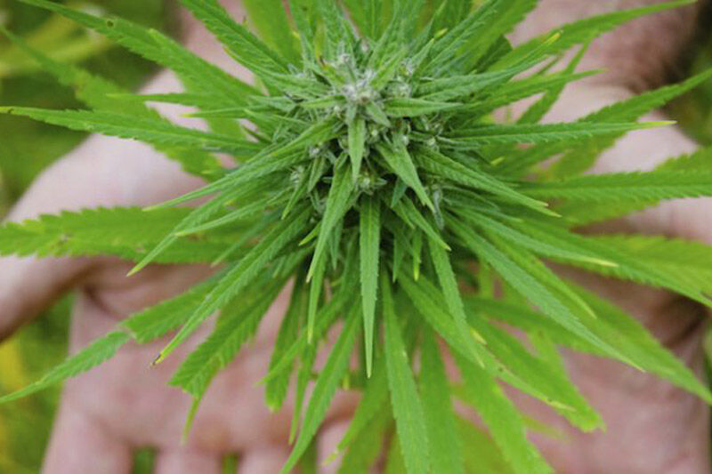 V Iranu se pod imenom 'gol' prodajajo nevarne sintetične droge