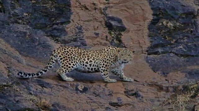 ثبت پلنگ ایرانی گواهی بر غنای زیستگاه منطقه حیات‌وحش کوهسرخ