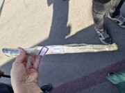 پوشش سلفون؛ شگرد تازه زورگیران برای فرار از مجازات‌های سنگین