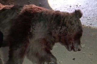 تلف شدن یک قلاده خرس در برخورد با خودروی سواری در محور اسلام‌آباد غرب