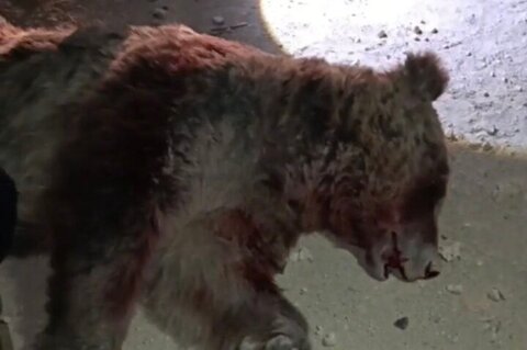 تلف شدن یک قلاده خرس در برخورد با خودروی سواری در محور اسلام‌آباد غرب