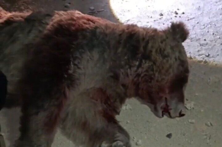 تلف شدن یک قلاده خرس در برخورد با خودروی سواری در محور اسلام‌آباد غرب