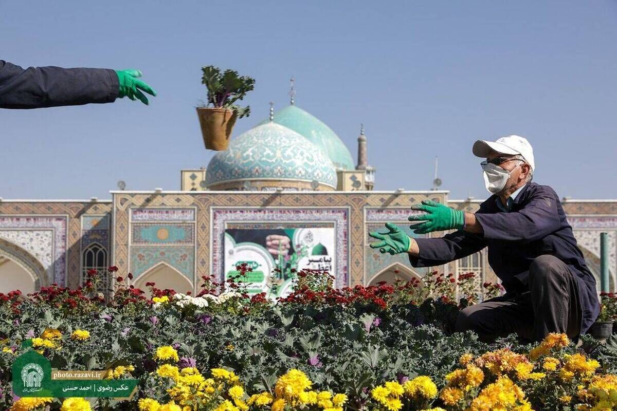 گل‌آرایی پاییزی حرم مطهر رضوی با کاشت ۷۰ هزار بوته گل رنگارنگ