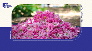 فیلم | میراث دزدی عربستان سعودی در روز روشن!