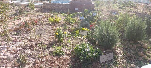 راه‌اندازی مرکز حفظ ذخایر ژنتیکی گیاهی و چوبی در استان ایلام