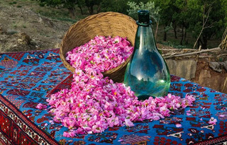 اصفهان پرچم‌دار دفاع از اصالت ایرانی «گل محمدی» شد