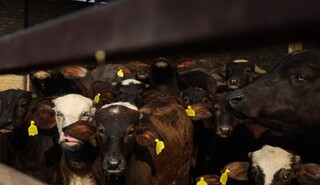 مدیر کل دامپزشکی خراسان رضوی: تهیه واکسن تب‌برفکی نیازمند تامین اعتبار است