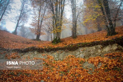 سوادکوه؛ مقصدی برای تماشای زودترین پاییز شمال