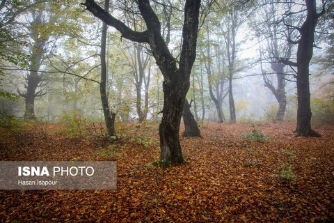 سوادکوه؛ مقصدی برای تماشای زودترین پاییز شمال